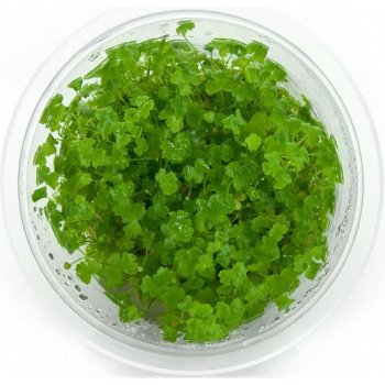 Hydrocotyle tripartita (sp. Japan)