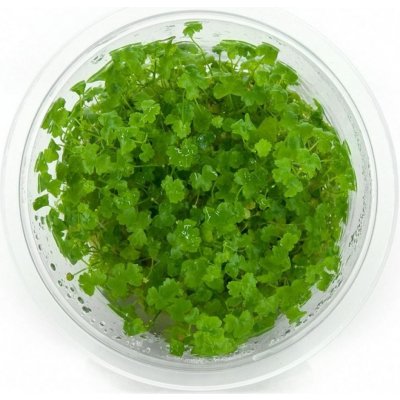 GrowCup Hydrocotyle tripartita sp. Japan - In Vitro