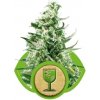 Royal Queen seeds Royal Critical Automatic neobsahují THC 3 ks