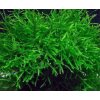 Toprybičky Java Moss - Taxiphyllum barbieri (5-7g)