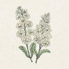 Jora Dahl Matthiola Incana 