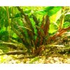 Cryptocoryne wendtii brown