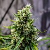 Doctor's Choice Seeds Rock Machine Auto Feminized 3 ks