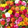 Divoška pestrá MIX farieb (Mirabilis Jalapa) 12 semien