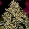 Positronics - Critical #47 5 ks - Semená neobsahujú THC
