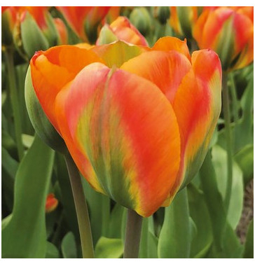 Tulipán Orange Marmelade - Tulipa - cibuľoviny - 3 ks