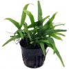 Microsorum philippine Mini