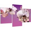 Moderné obrazy - orchidea (Obraz 90x60cm)