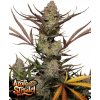 Fast Buds Cannabis Seeds Apple Strudel Auto 10 ks