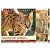 Savannah Katzen. Exotische Wildschönheiten im Naturgarten (Tischkalender 2026 DIN A5 quer), CALVENDO Monatskalender