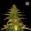 Bulk Seed Bank - Auto Wild Dwarf 1000 ks - Semená neobsahujú THC