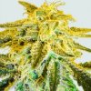 Nirvana Master Kush regular semena neobsahují THC 10 ks