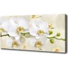 Foto obraz na plátne Orchidea 100x50 cm