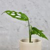 Monstera Obliqua Peru baby