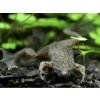 Aquascaperi Pazúrnačka Boettgerova - Hymenochirus / boettgeri