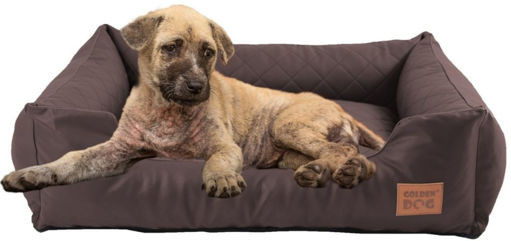 Golden Dog Pelech Golden Dog Steppy