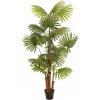 Vějířová palma, 165 cm