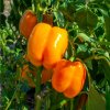 Paprika Snack Orange - Capsicum annuum - semená - 6 ks