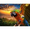 Diamantový obraz Papagáj západ slnka