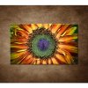 Obraz - Slnečnica 90x60cm
