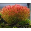 Rotala species Vietnam