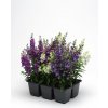 Angelonia angustifolia Serena Series F1 Mix Waterfall 1000 semien