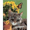 zuty Maľovanie podľa čísel - Odpočívajúci kocúr a motýľ v kvetoch, 40x50 cm, vypnuté plátno na rám (8596530010579)