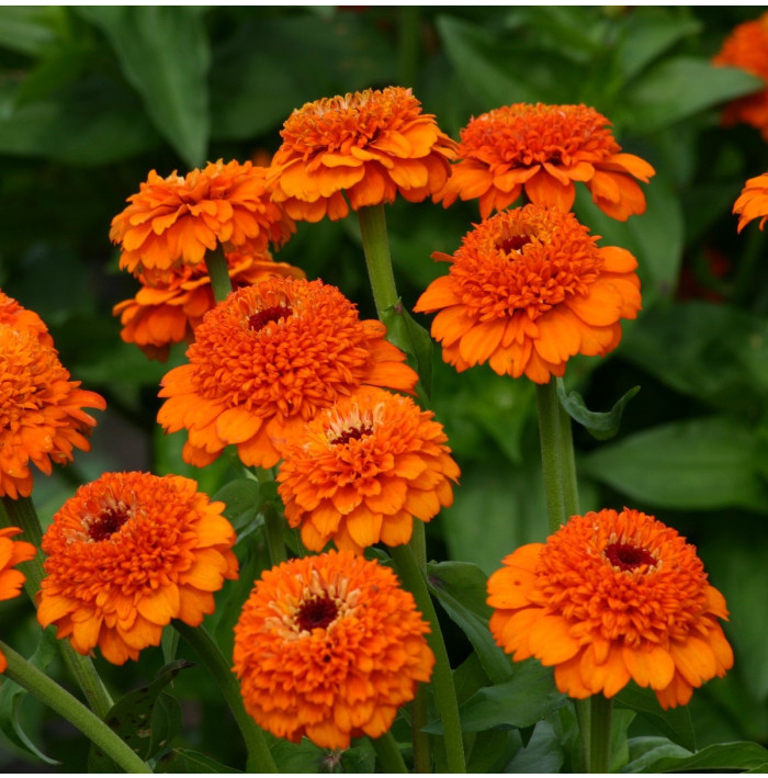 Cínia Zinderella Orange - Zinnia elegans - semená cínie - 20 ks