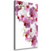 Vertikálny foto obraz na plátne do obývačky Orchidea 50x100 cm