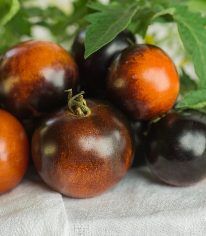 BIO Paradajka Brown Berry - Solanum lycopersicum - bio semená paradajky - 7 ks