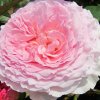 Ruža popínavá -voňavá - Rosa ´James Galway´ - na špalieri - 120x120cm