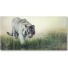 Foto obraz akrylové sklo Biely tiger 100x50 cm