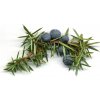 Herbarium Projekt JUNIPERUS (Borievka), spagyric tincture, 10ml