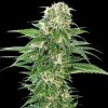 Sensi Seeds Early Skunk Automatic semena neobsahuji THC 10 ks