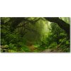 Moderný foto-obraz akryl na stenu Prales v Nepále 100x50 cm