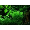 Limnophila sessiliflora v blistru
