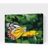Vymalujsisam.sk Maľovanie podľa čísiel - Motýľ na žltom kvete Veľkosť: 40x50cm, Rám: Na kartónovej doske