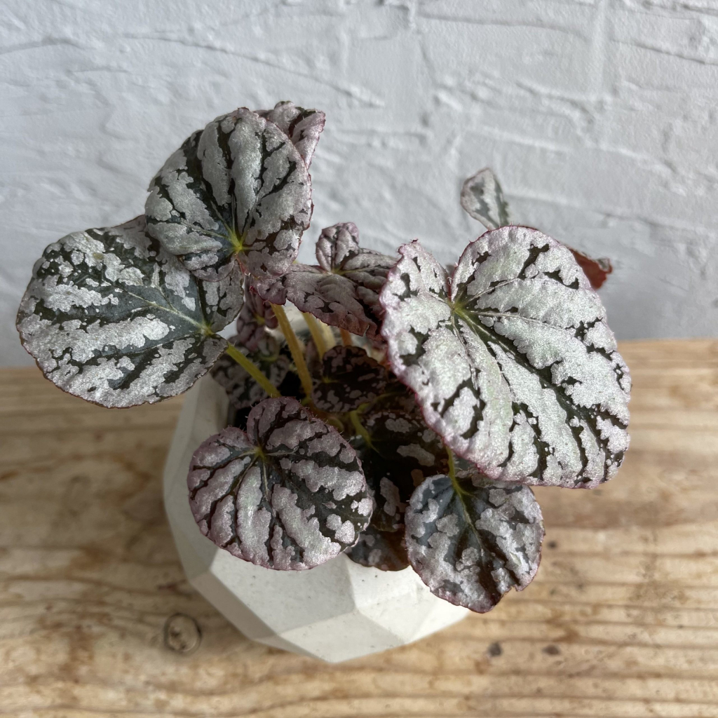 Begonia Rex Chayo baby