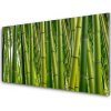Sklenený obklad Do kuchyne Bambusový les bambusové výhonky 100x50 cm
