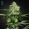 Green House Seed - Northern Lights Auto 5 ks + 5 ks ZDARMA Gelato 41 x Gelato 41 Auto - semená neobsahujú THC