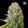 Bulk Seed Bank - Moby Big 100 ks - semená neobsahujú THC