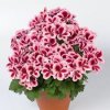 Pelargonium grandiflorium Aristo Strawberry Cream 30cm