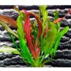 Echinodorus red devil (Košík Ø 5,5 cm)