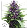 Dutch Passion - Shaman 100 ks - Semená neobsahujú THC