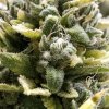 Humboldt Seed Organization - OG Kush Auto 3 ks - semená neobsahujú THC