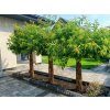 Pletená vŕba Salix Americana 180–210 cm v 5 l kvetináči