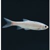 Jalec zlatý modrý 6-10 cm - Leuciscus idus orfus blue