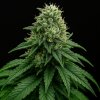 Propaganja Seeds Rotten Banana Auto semienka neobsahujú THC 5 ks