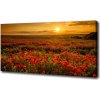 Foto obraz na plátne Pole makov 100x50 cm