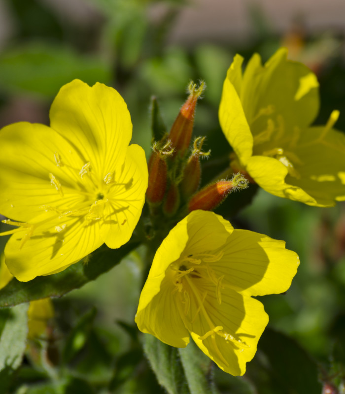 Pupalka dvojročná - Oenothera biennis - semená pupalky - 150 ks